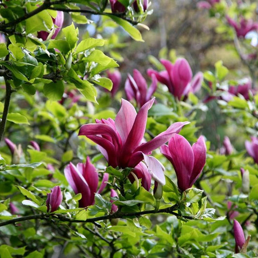 Magnolija Lelijažiedė 'Nigra'