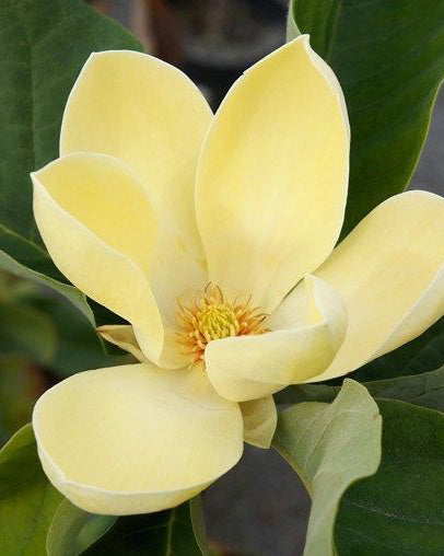 Magnolija 'Lois'