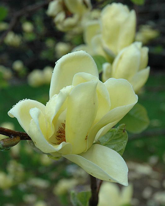 Magnolija 'Lois'