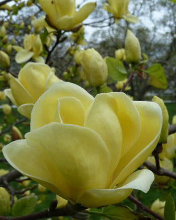 Magnolija 'Lois'