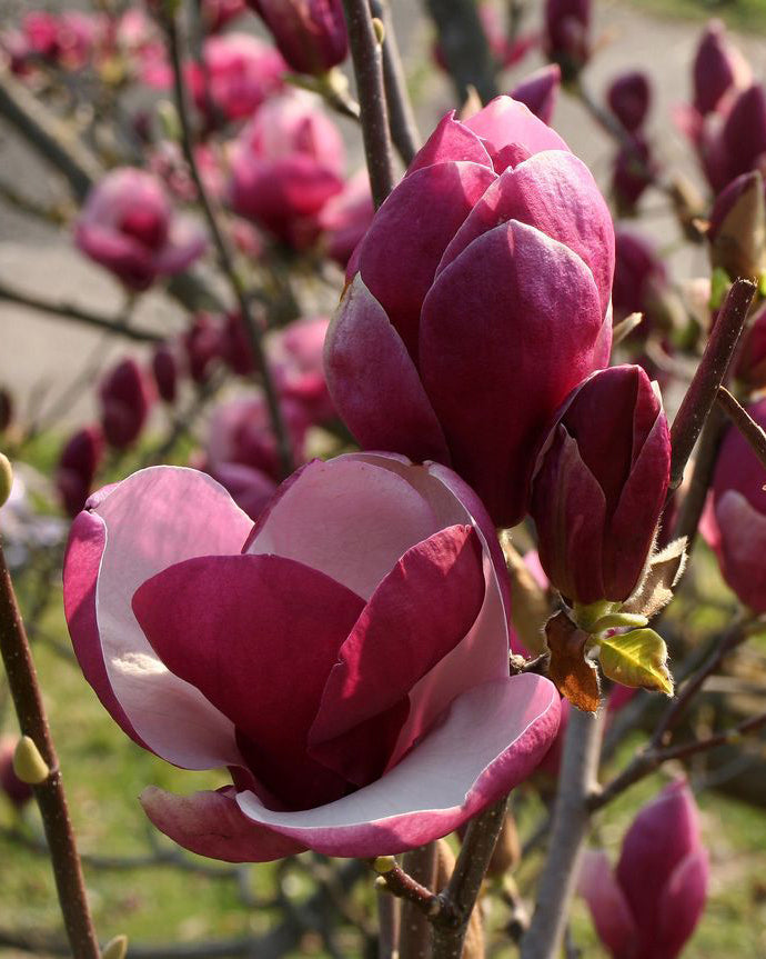 Magnolija 'Red as Red'