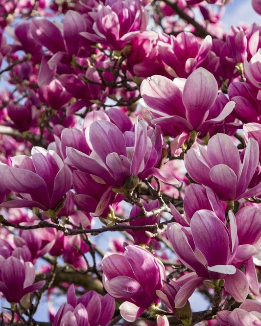 Magnolija 'Satisfaction'