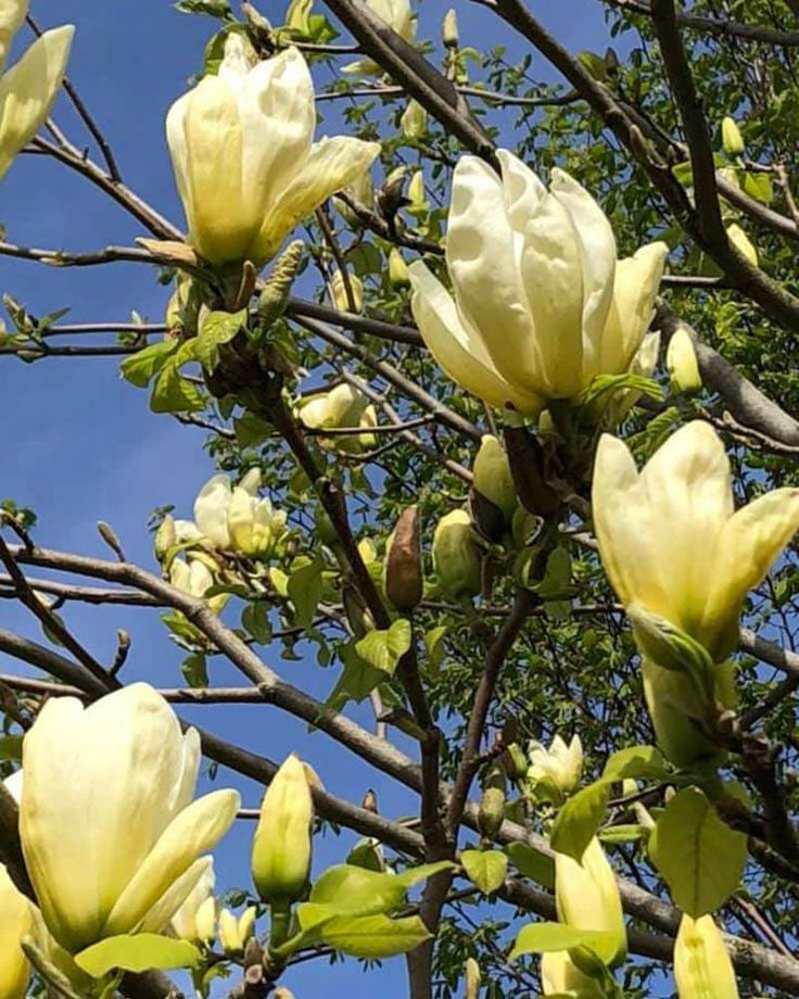 Magnolija 'Sunsation'