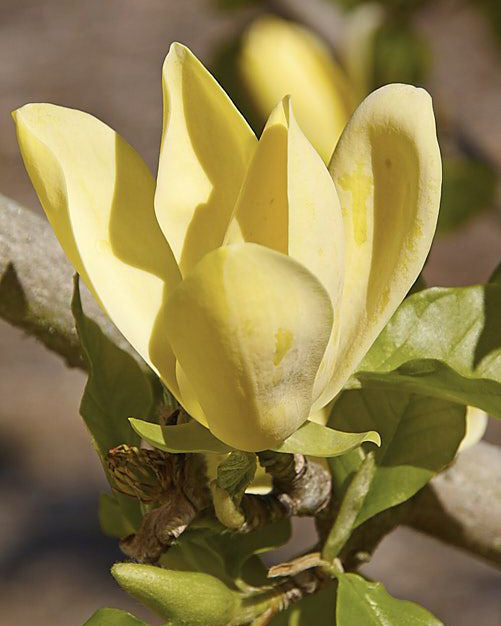 Magnolija 'Sunsation'