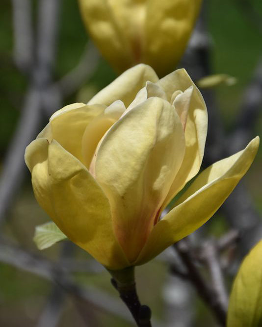 Magnolija 'Sunsation'