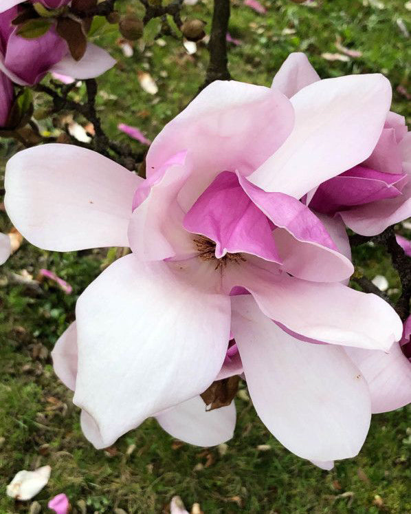 Magnolija 'Verbanica'