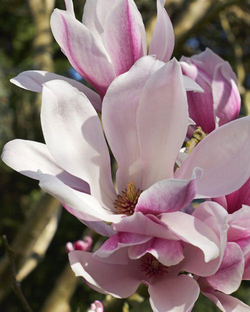 Magnolija 'Verbanica'