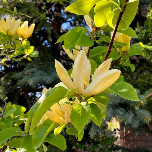 Magnolija ‘Yellow Bird’