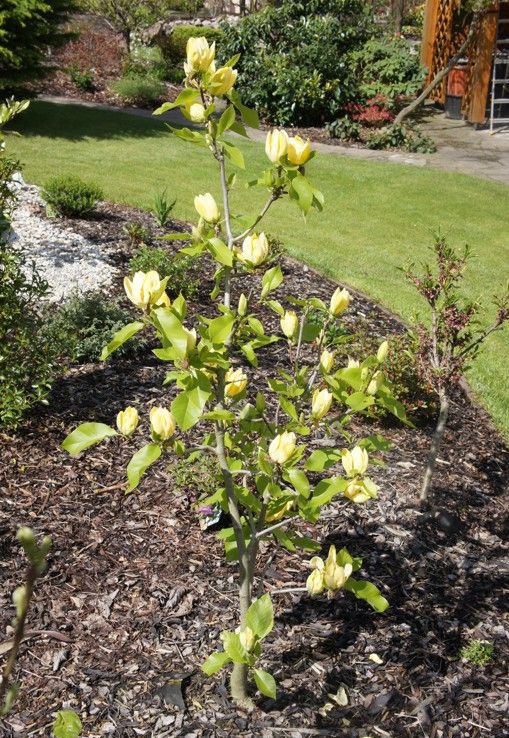 Magnolija ‘Yellow Bird’