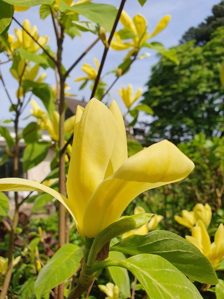 Magnolija ‘Yellow Bird’