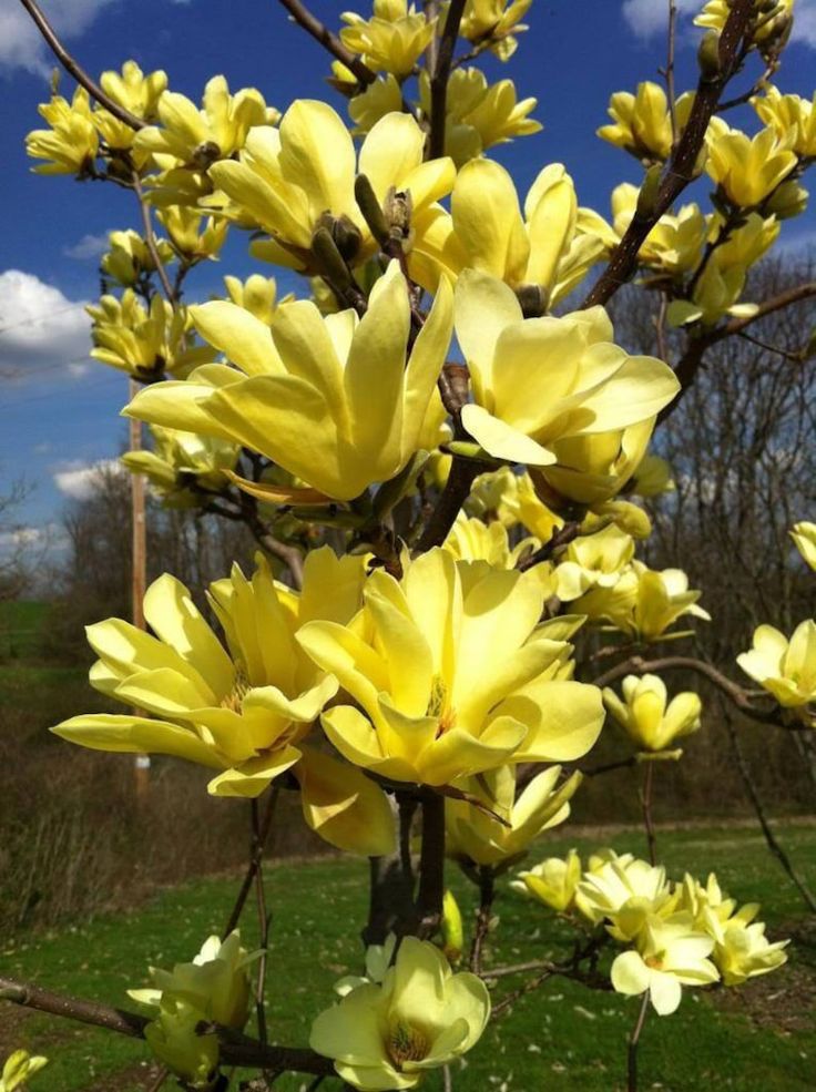 Magnolija ‘Yellow Bird’