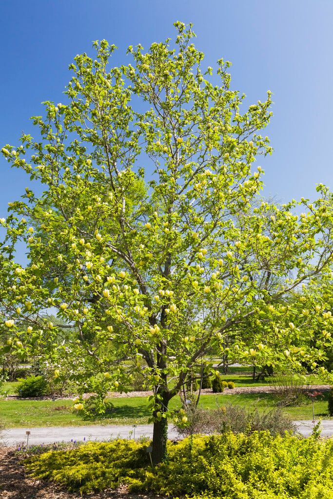 Magnolija ‘Yellow Bird’