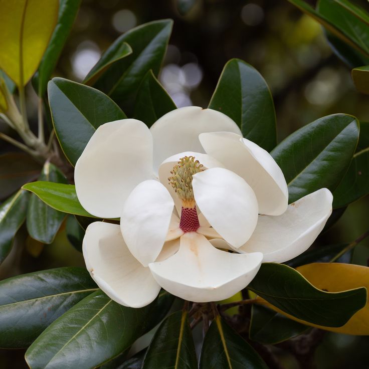 Magnolija didžiažiedė 'Alta' (80-100 cm)