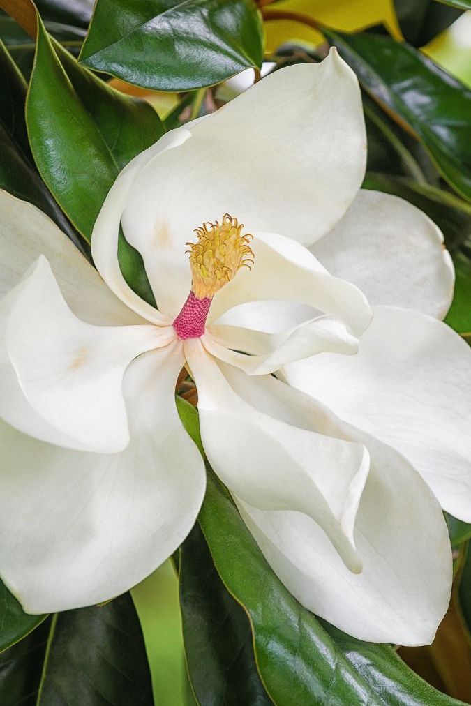 Magnolija didžiažiedė 'Alta' (80-100 cm)