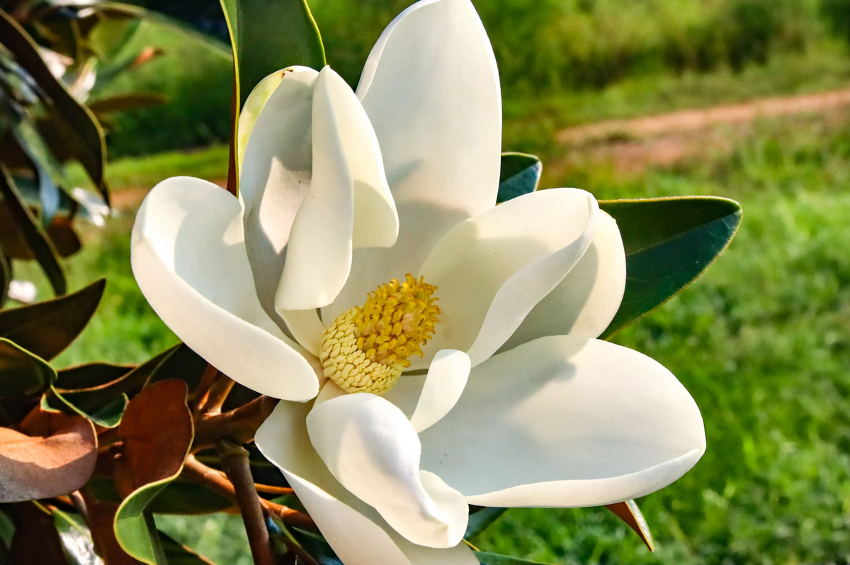 Magnolija didžiažiedė 'Alta' (80-100 cm)