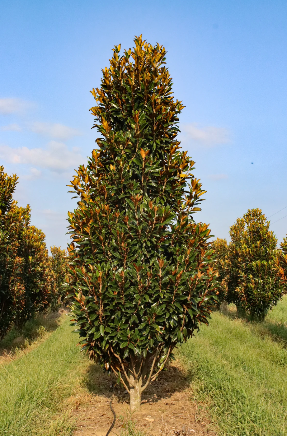 Magnolija didžiažiedė 'Alta' (80-100 cm)