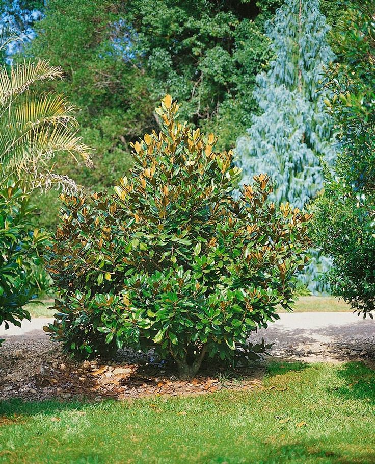Magnolija didžiažiedė 'Alta' (80-100 cm)