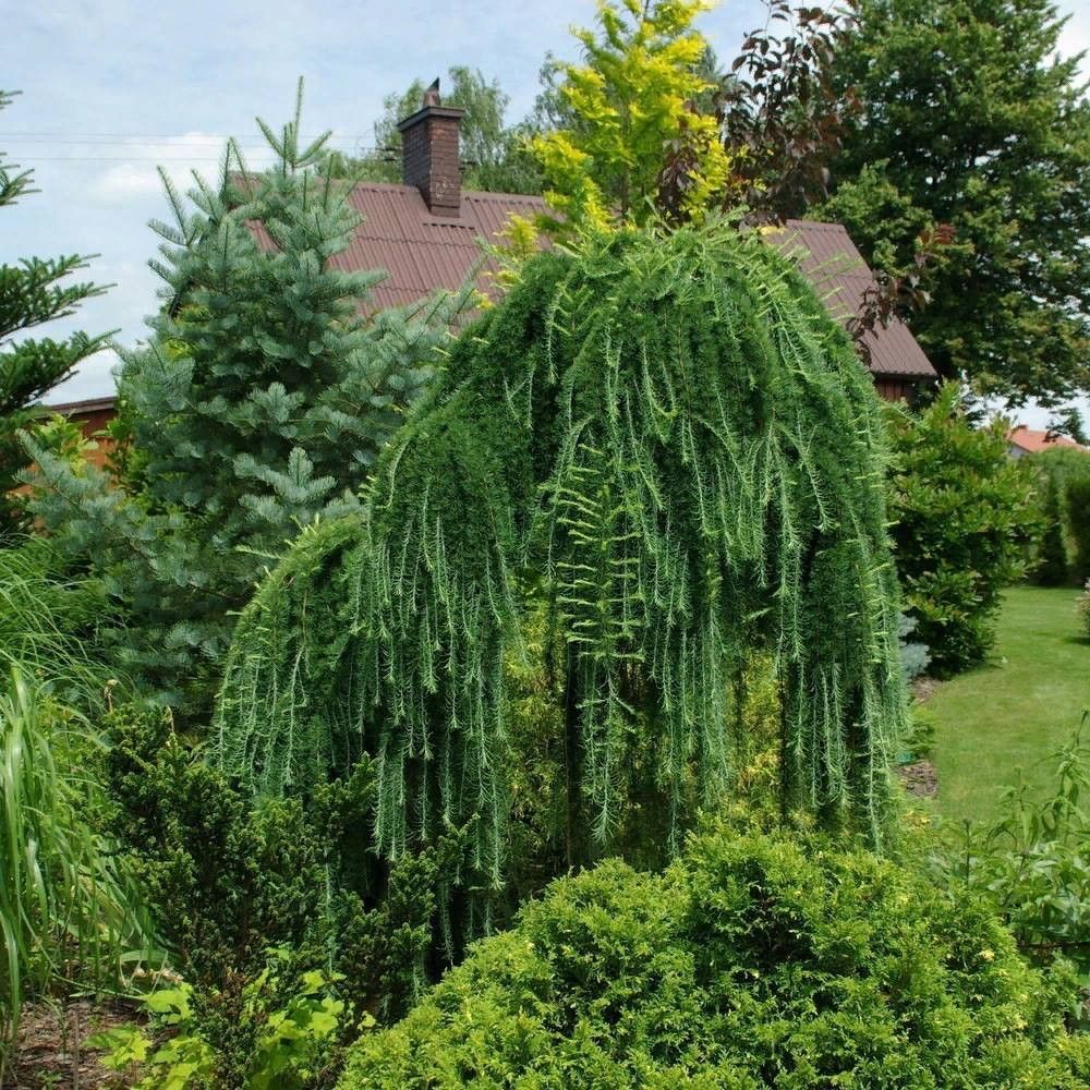 Maumedis ‘Stiff Weeping’