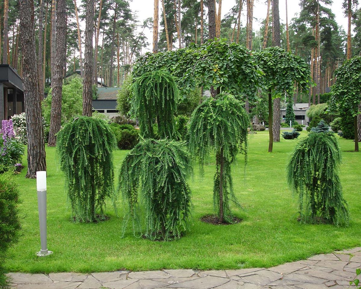 Maumedis ‘Stiff Weeping’