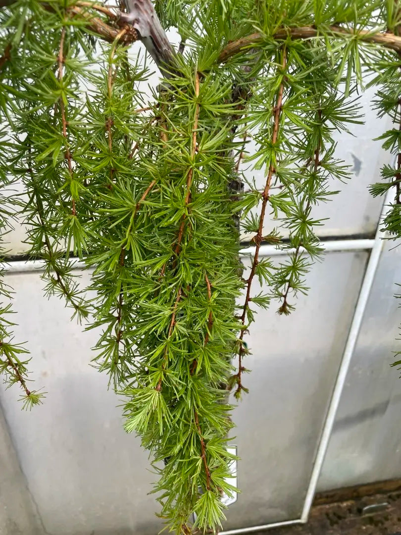 Maumedis ‘Stiff Weeping’