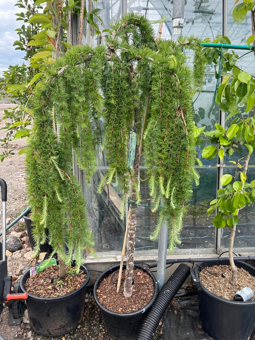 Maumedis ‘Stiff Weeping’