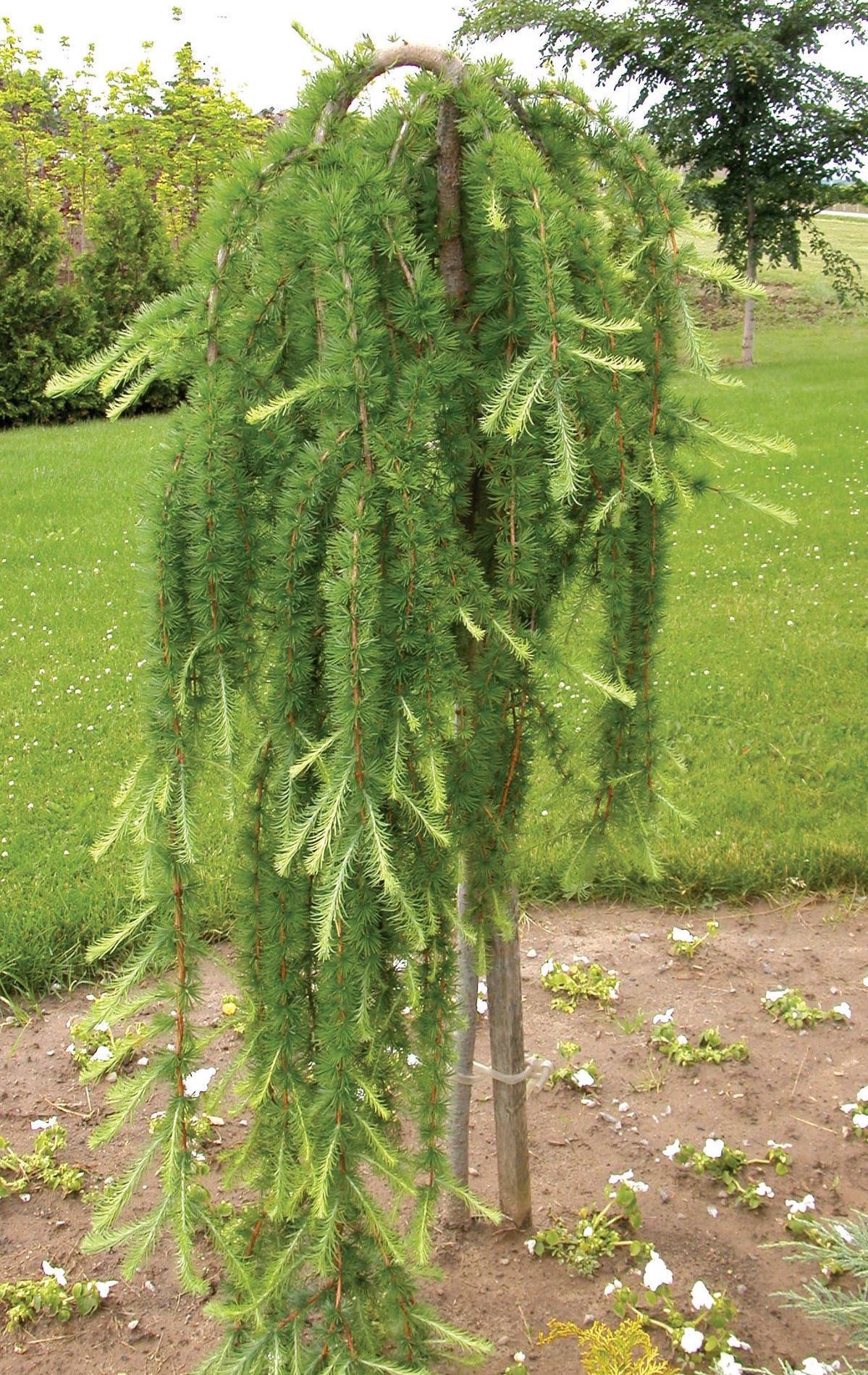 Maumedis ‘Stiff Weeping’