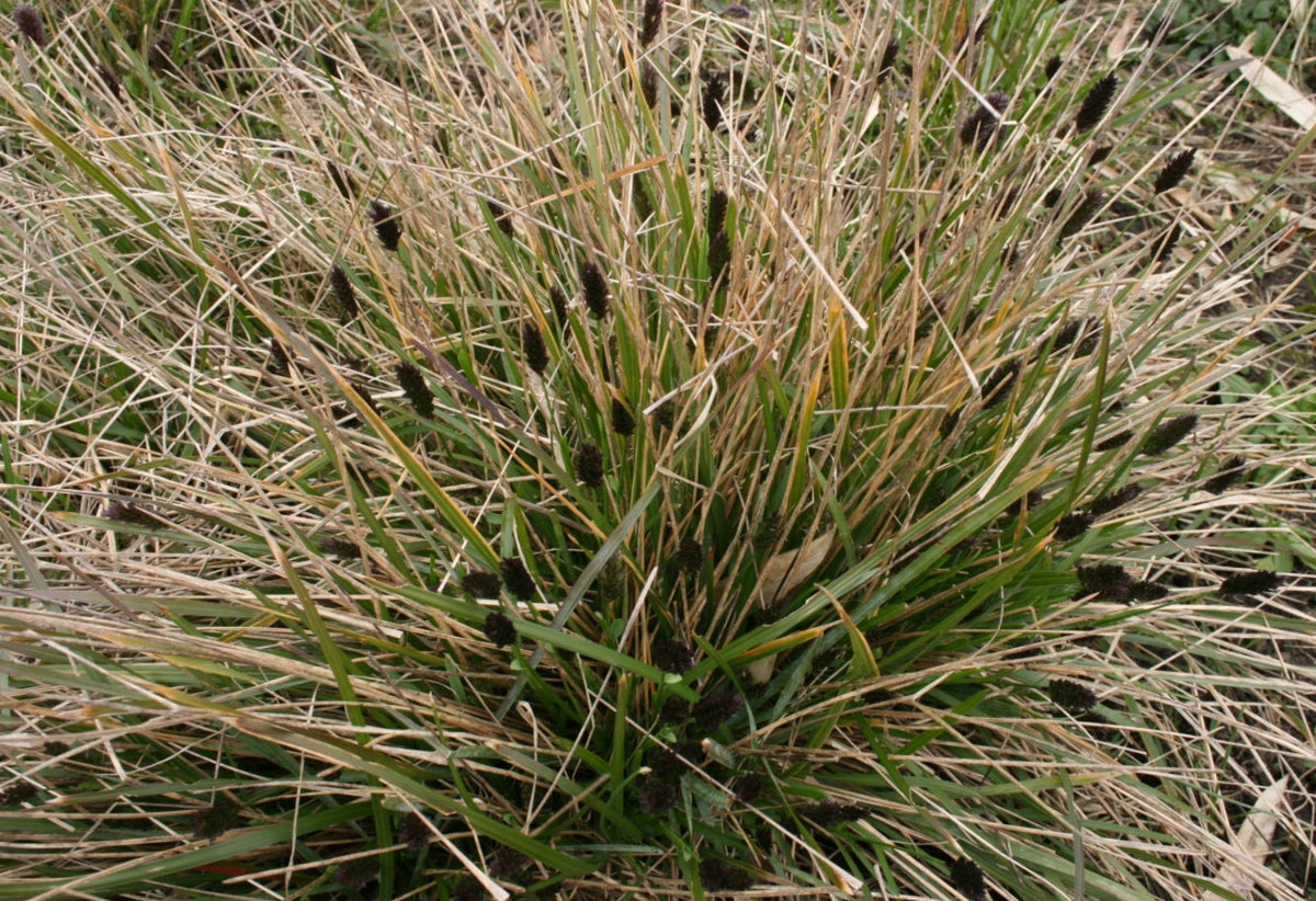 Melsvasis mėlitas