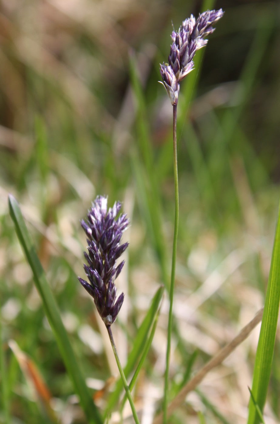 Melsvasis mėlitas