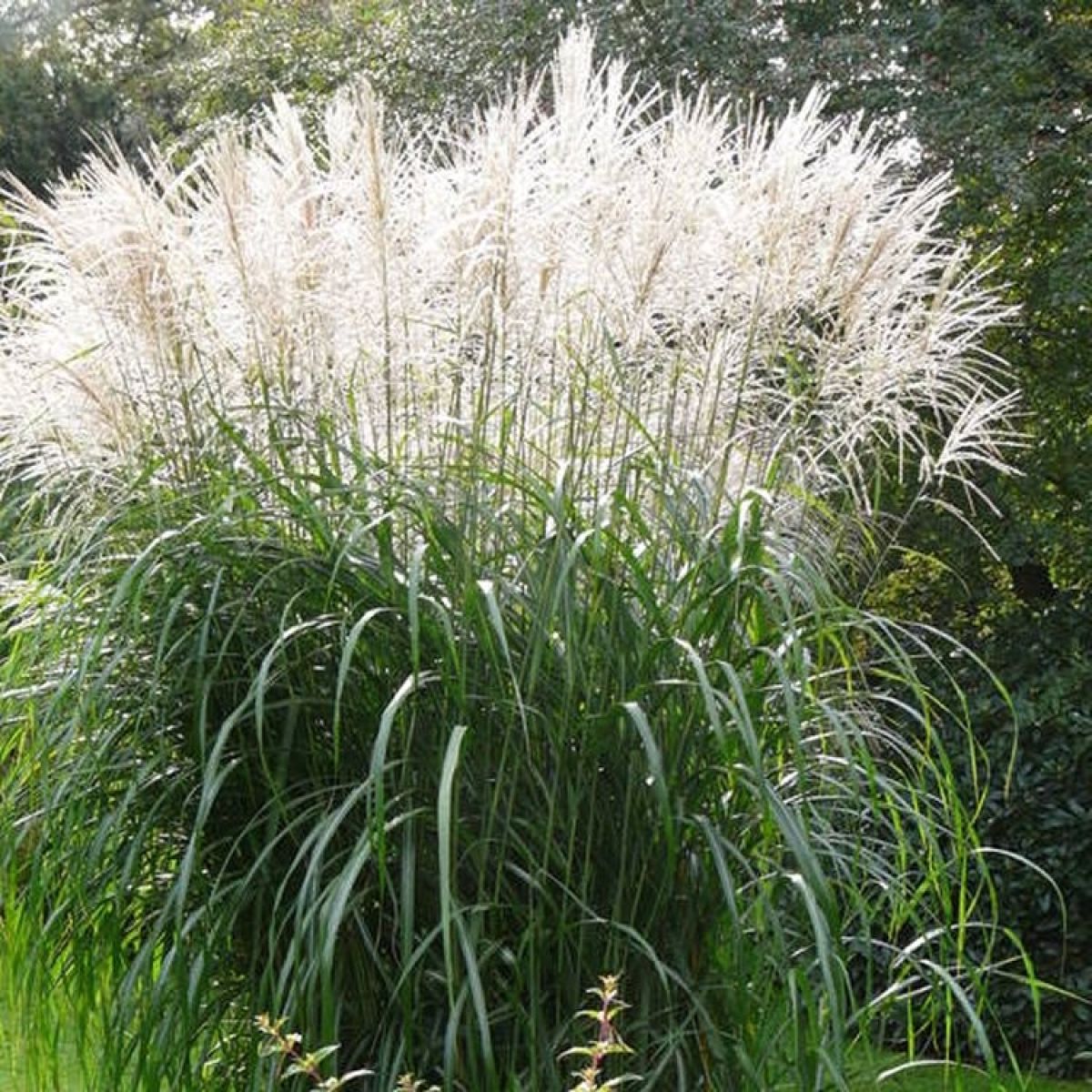 Miskantas ‘Grosse Fontäne’