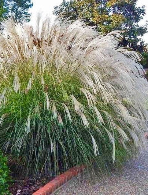 Miskantas ‘Grosse Fontäne’