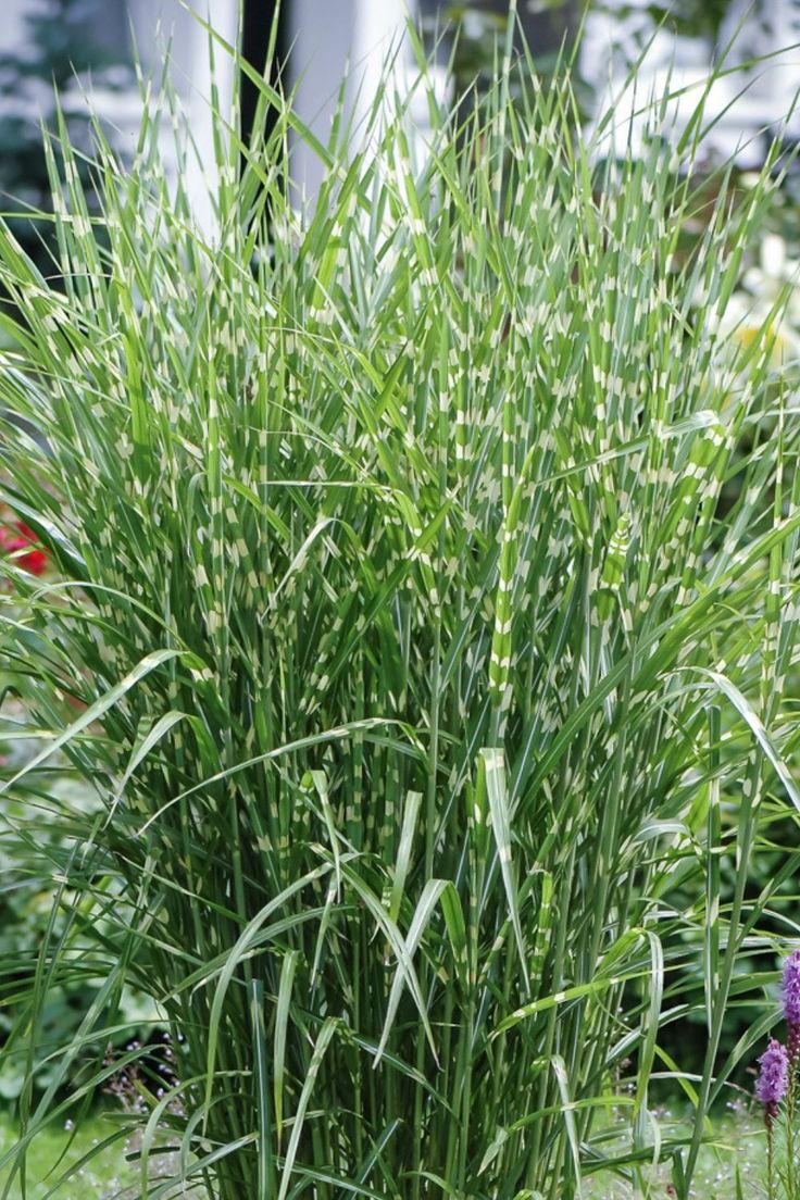 Miskantas ‘Zebrinus’