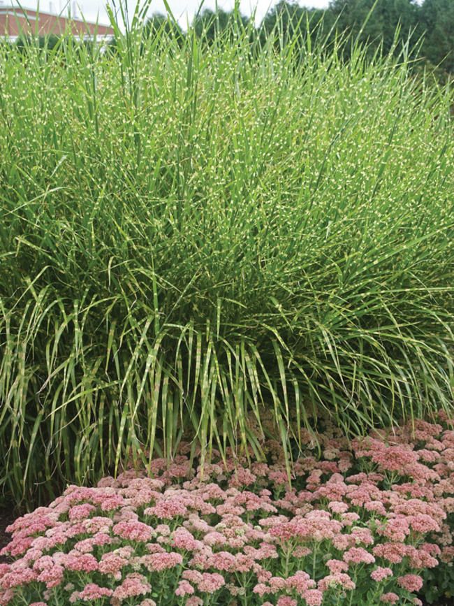Miskantas ‘Zebrinus’