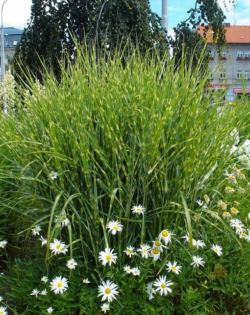 Miskantas ‘Zebrinus’