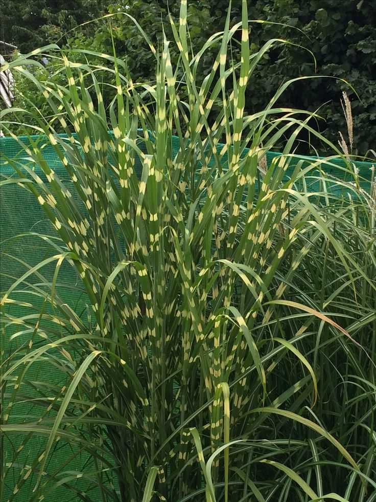 Miskantas ‘Zebrinus’