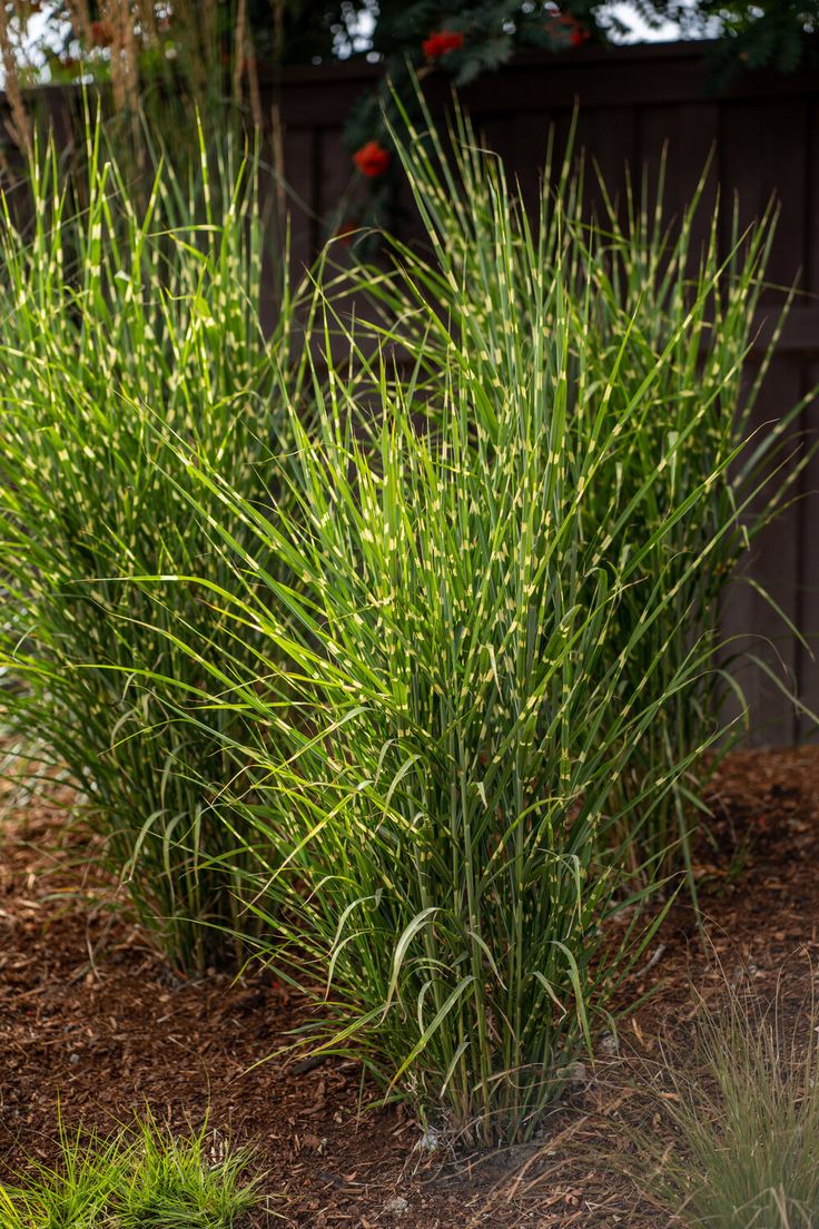 Miskantas ‘Zebrinus’