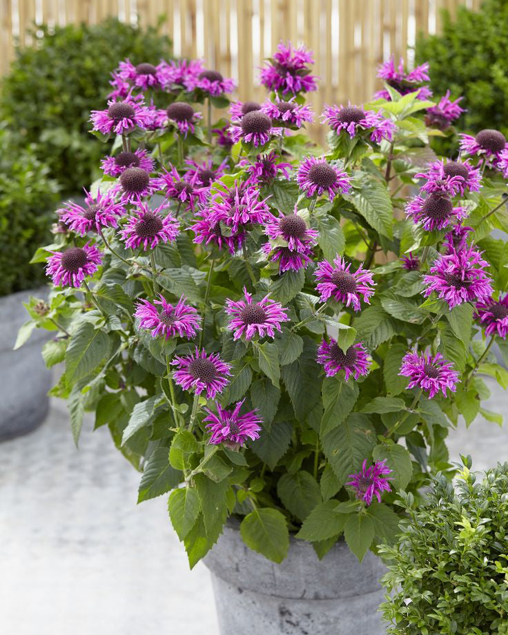 Monarda 'Bee free'