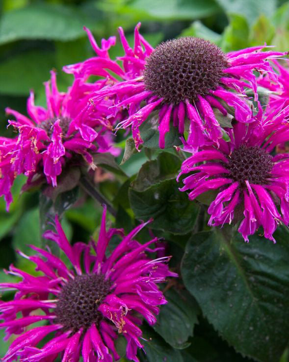 Monarda 'Bee free'