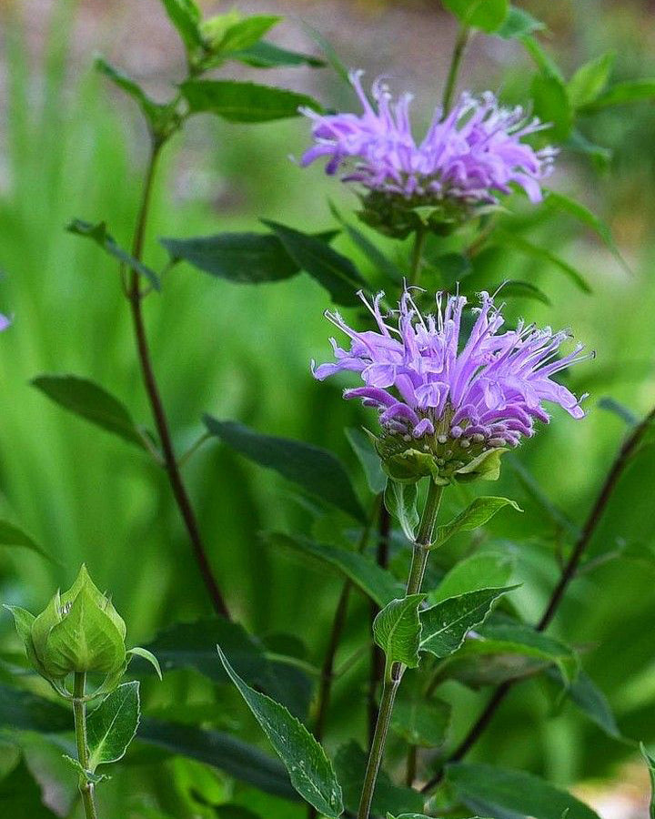 Monarda 'Blue Moon'