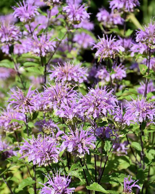 Monarda 'Blue Moon'