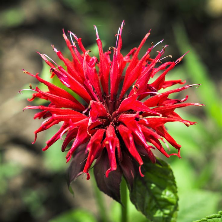 Monarda ‘Fireball’