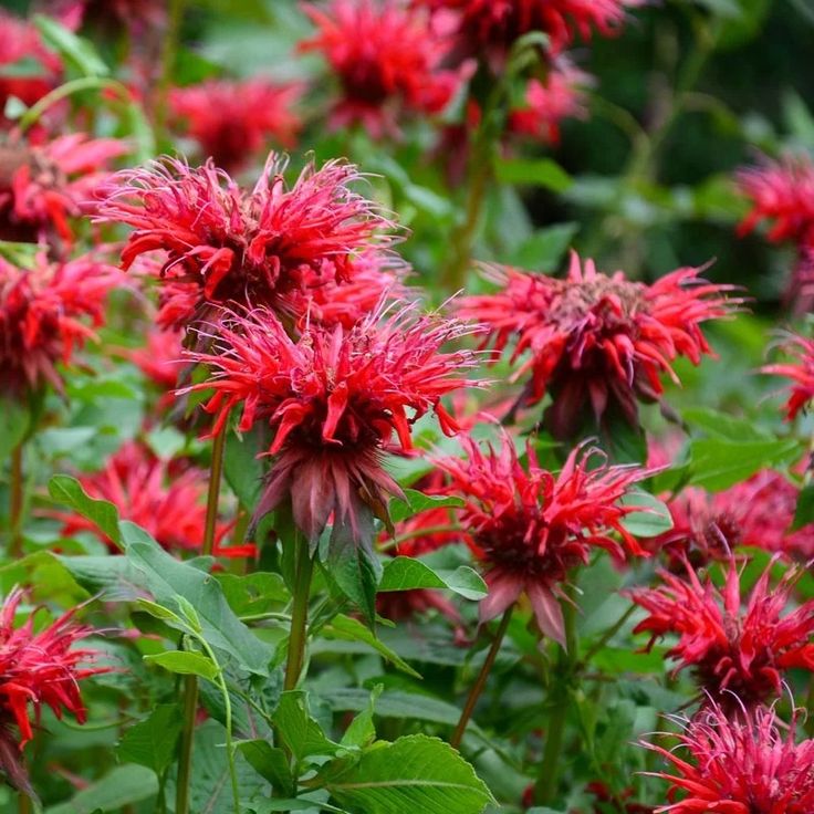 Monarda ‘Fireball’