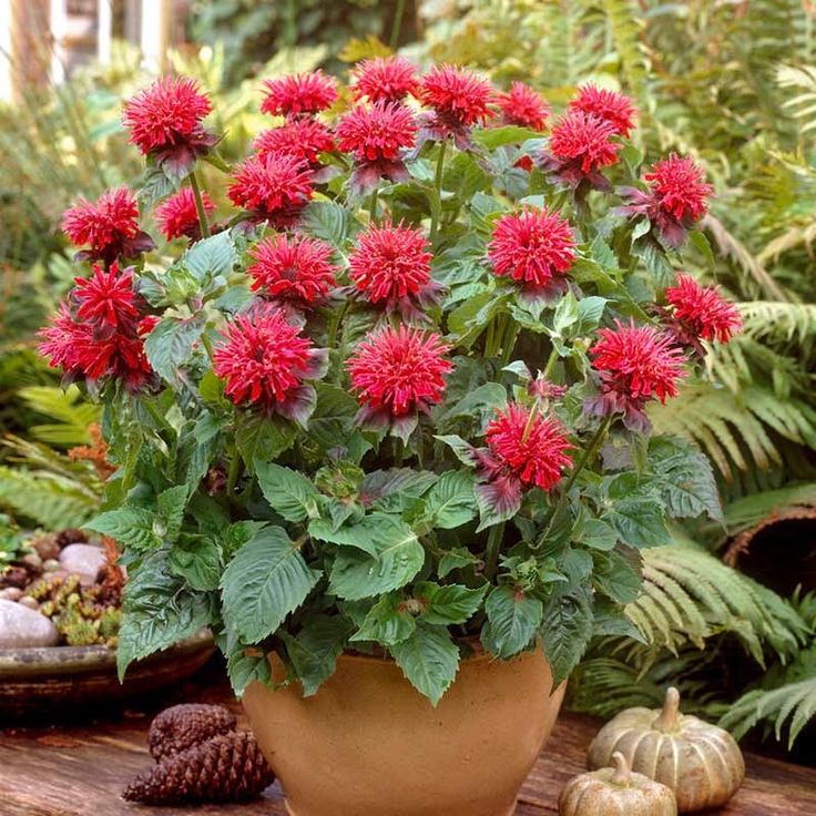 Monarda ‘Fireball’