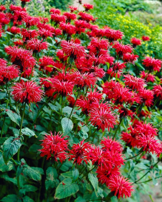 Monarda ‘Fireball’