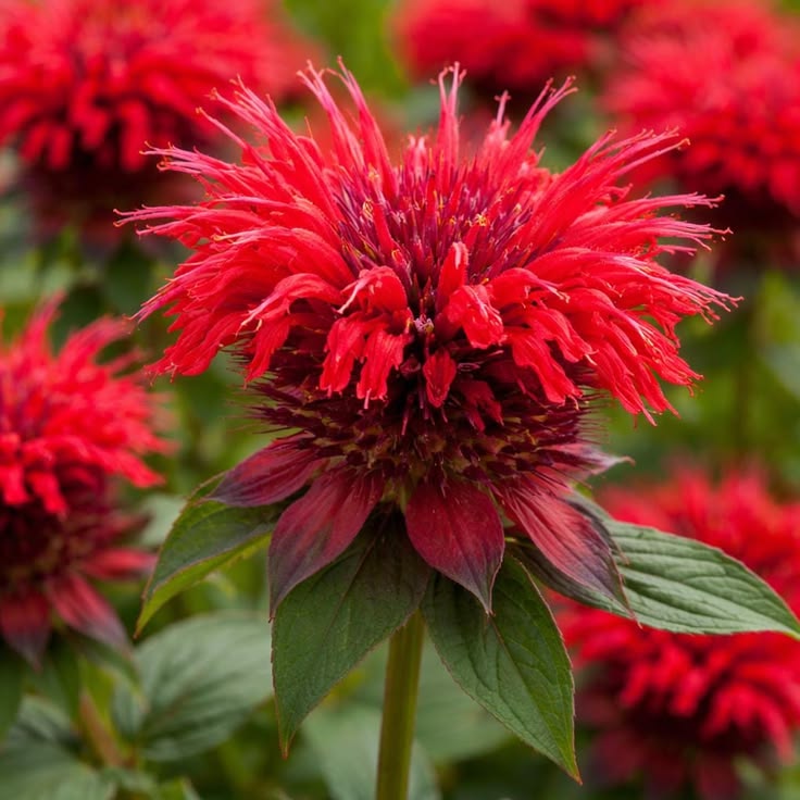 Monarda ‘Fireball’