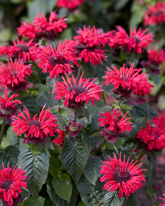 Monarda 'Red Rose'
