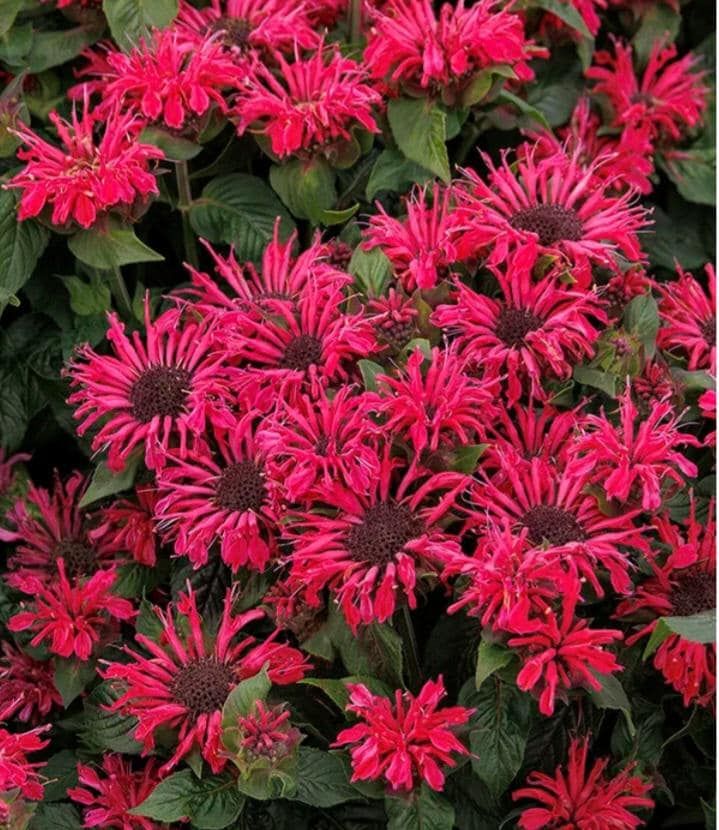 Monarda 'Red Rose'