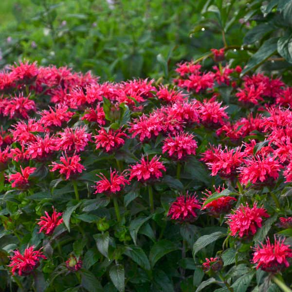 Monarda 'Red Rose'