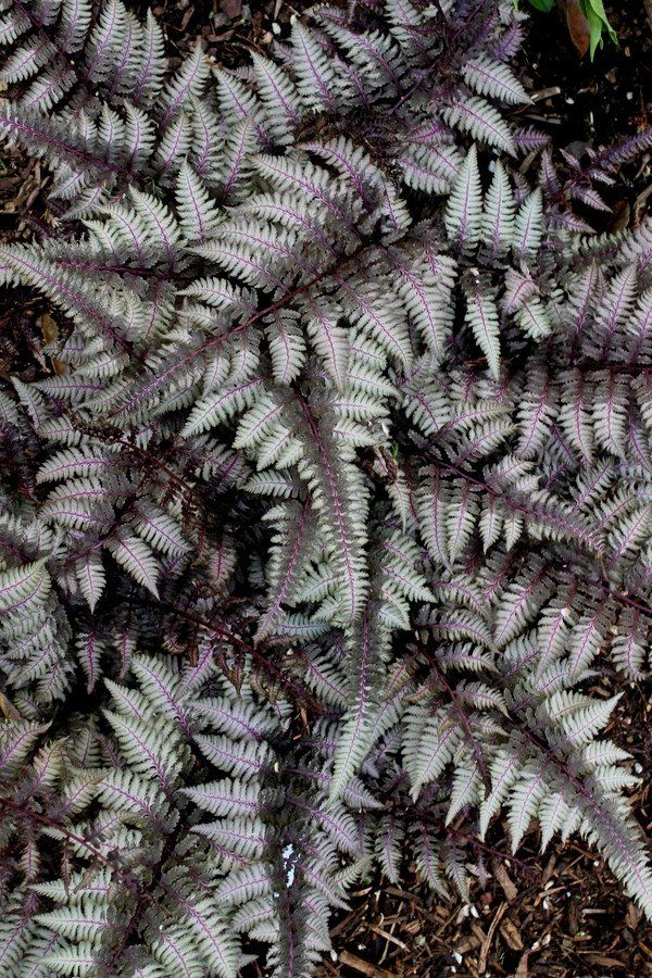 Papartis ‘Burgundy Lace’
