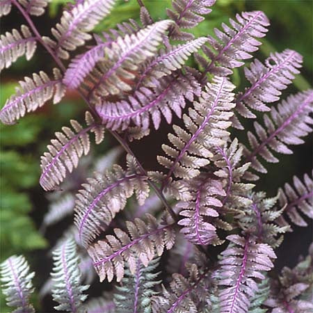 Papartis ‘Burgundy Lace’