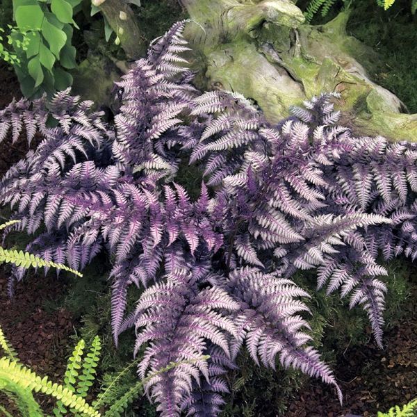Papartis ‘Burgundy Lace’